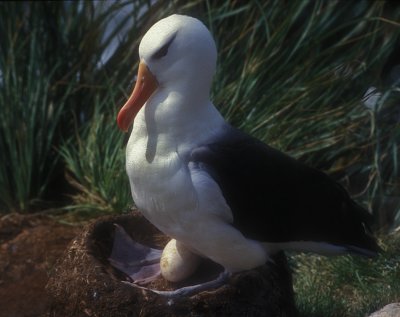 Albatross Guarding Egg