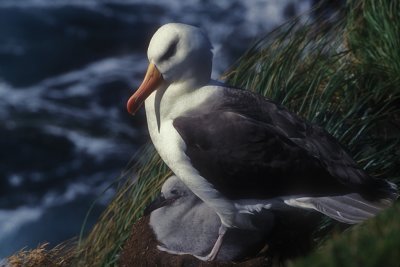 Albatross Nest on Cliff