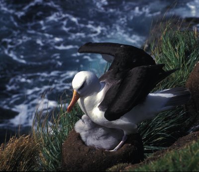 Albatross Nest Landing