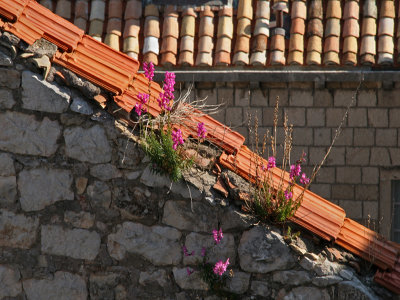 Roof Tiles and Flowers