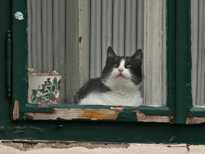 Tuxedo Cat in Window