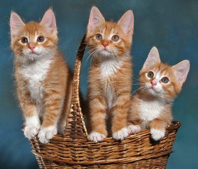 Three Ginger Kittens