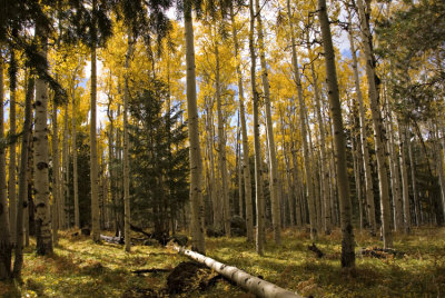 Aspen Grove