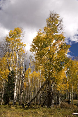 Aspens