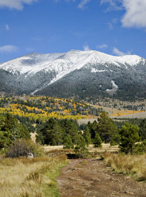 Aspens and Snow