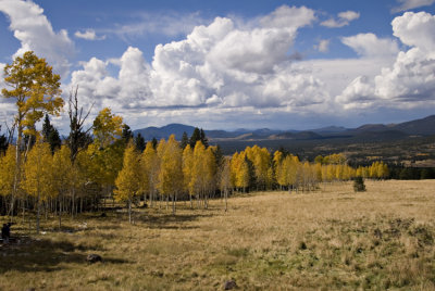 Aspens at Snowbowl