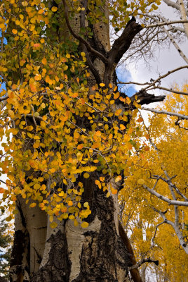 Aspen Closeup