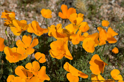 Arizona Wildflowers