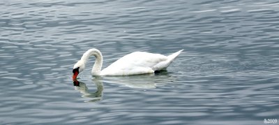 lake_balaton