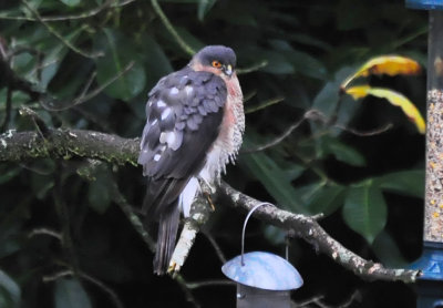 sparrowhawk.jpg