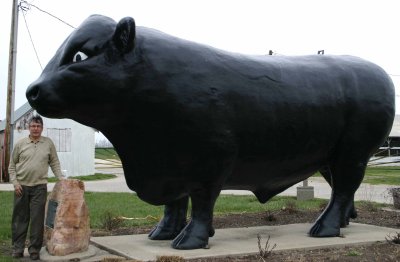 Bull Denison Iowa.jpg