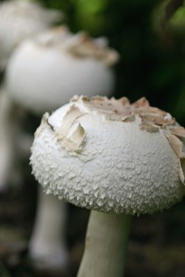3 Mushrooms.jpg