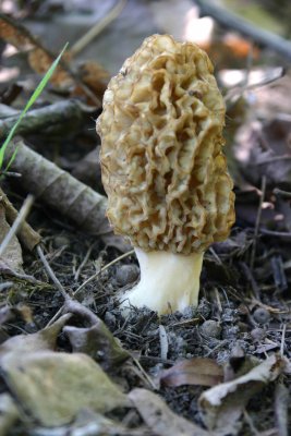 Morel.jpg