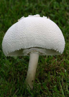 Mushroom.jpg