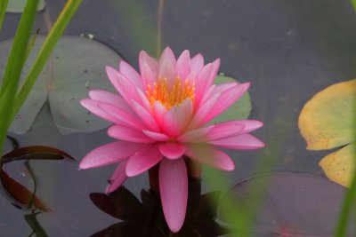 Pink water lily 2.JPG