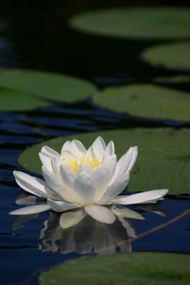 Water lily.jpg