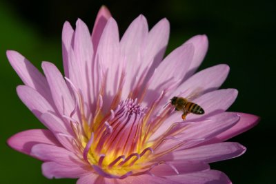 Water Lily with Bee.jpg