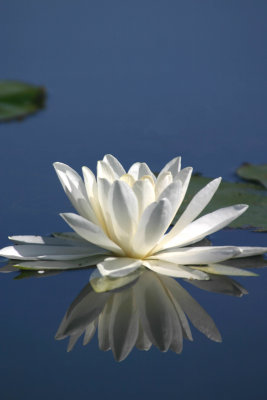 Water lily reflection revised 2.jpg
