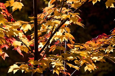IMG_2037-4 Automne II - Saint-Bruno - Québec