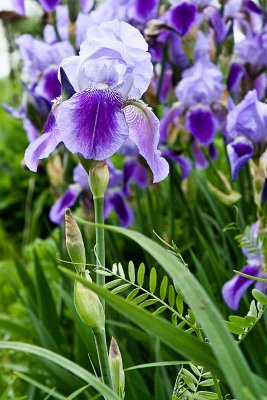 IMG_4971-1.1 Iris, fleur d'arc-en-ciel - Otterburn Park - Qubec