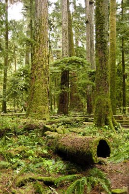 Cathedral Grove