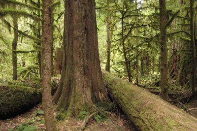 Cathedral Grove