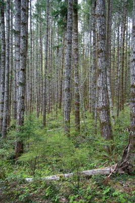 Près de Port Alberni