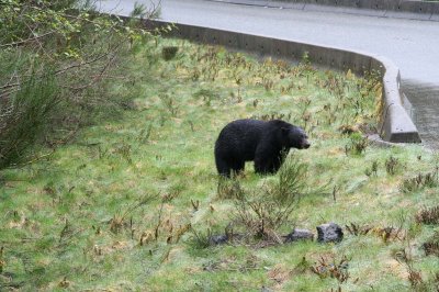 Ours noir attendant les touristes