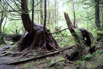 Forêts humides en bordure du Pacifique