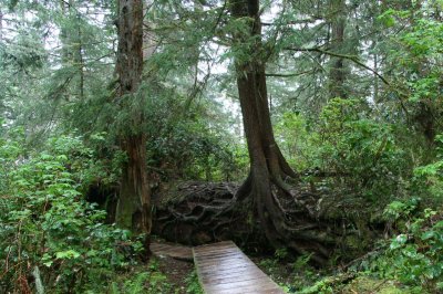 Forêts humides en bordure du Pacifique
