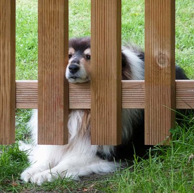 Saska, un des beaux chiens de la maisonnée alsacienne