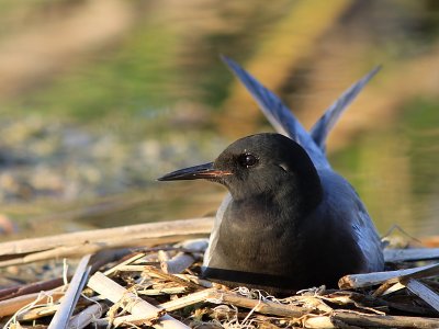 Guifette Noire - Black Tern 