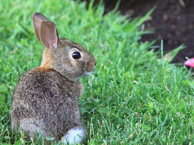 Lapin ! Rabbit ! 