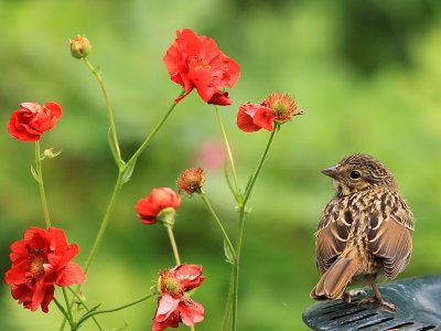 Bruant Chanteur - Singing Sparrow 