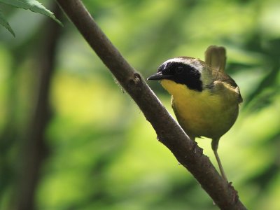 Paruline Masque - Common Yellowthroat 