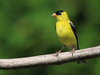 Chardonneret Jaune - American Goldfinch