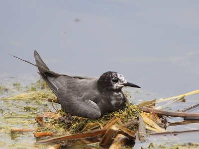 Guifette Noire - Black Tern 