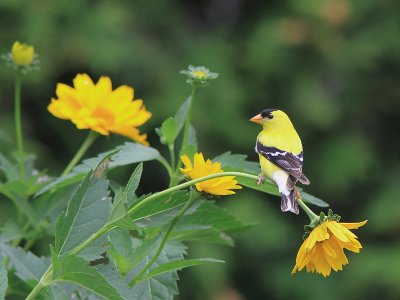 Chardonneret Jaune - American Goldfinch 