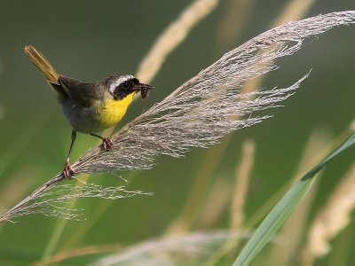 Paruline Masque -  Common Yellowthroat 