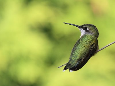 Colibri a gorge rubis - Ruby-throated Hummingbird 