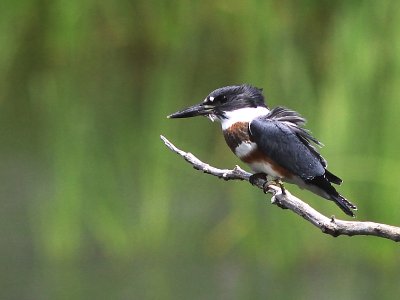 Martin-Pecheur - Belted Kingfisher