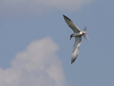 Sterne  Pierregarin -  Common Tern
