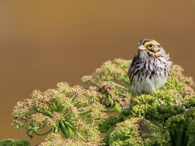 Bruant des prs - Savanah Sparrow