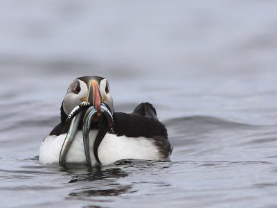 Macareux Moine - Atlantic Puffin  