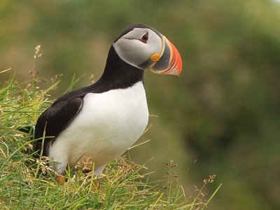 Macareux  Moine - Atlantic Puffin   
