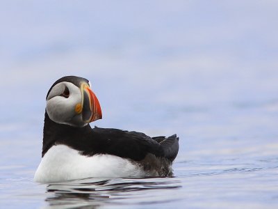 Macareux Moine - Atlantic Puffin 