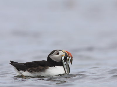 Macareux  Moine - Atlantic Puffin 