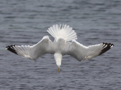 Goeland Argent - Herring Gull 