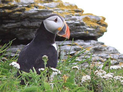 Macareux Moine -  Atlantic Puffin 