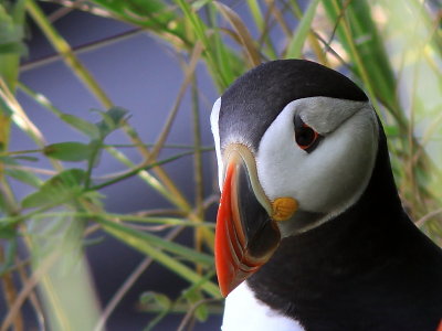 Macareux moine - Atlantic Puffin 